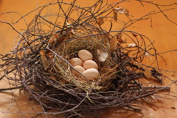 5 eggs in the nest — Stock Photo, Image