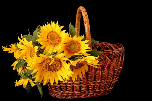 Blumen Sonnenblume in einer Vase. lizenzfreie Stockbilder