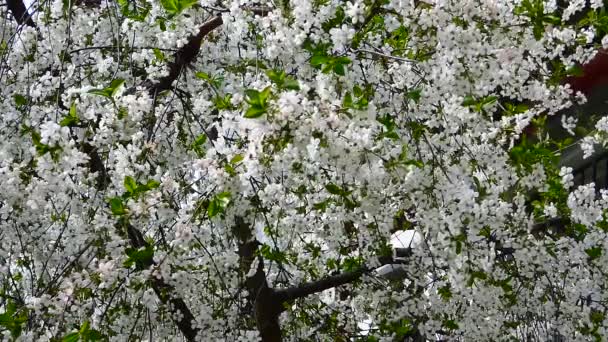 盛开的树 盛开的树 白色的樱花 春天的花 — 图库视频影像
