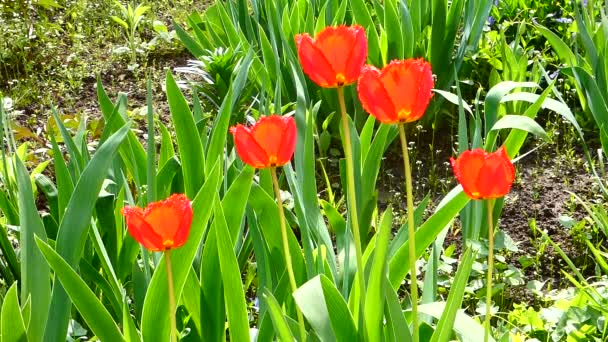 Rote Tulpen Auf Dem Hintergrund Eines Grünen Blumenbeets — Stockvideo