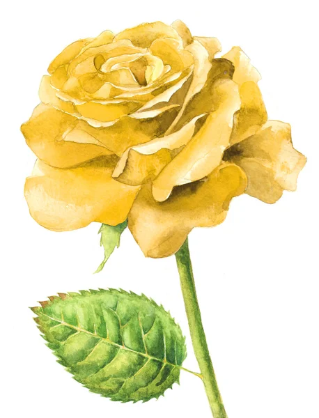 Rosa singola gialla in piena fioritura — Foto Stock