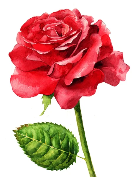 Tam Bloom tek kırmızı gül