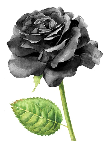 黑玫瑰盛开水彩画 — 图库照片
