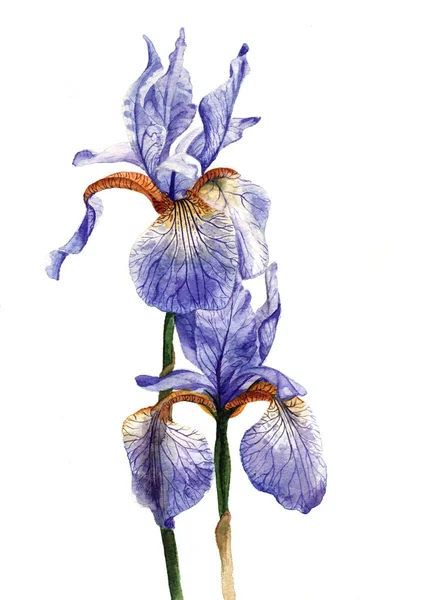 Aquarell lila Schwertlilien — Stockfoto