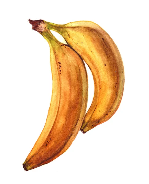 Plátanos acuarela ilustración —  Fotos de Stock