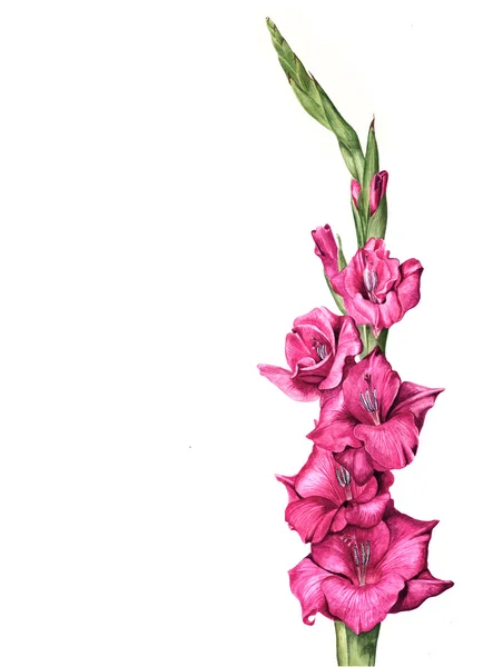 Rosa Gladiolenblume Aquarell Illustration — Stockfoto