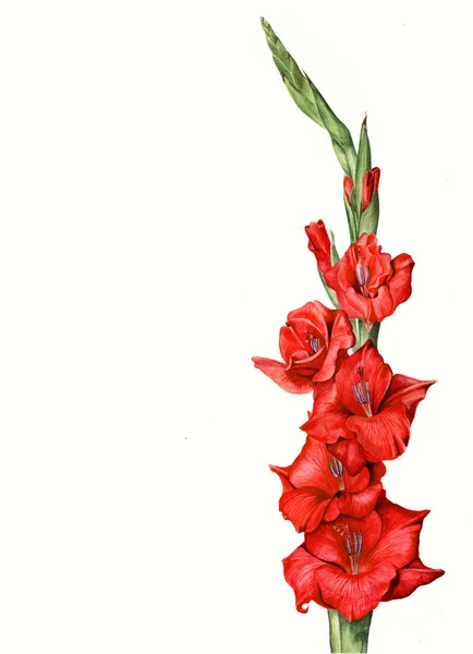 Rote Gladiola Blume Aquarell Illustration — Stockfoto