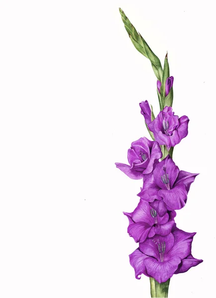 Lila Gladiola Blume Aquarell Illustration — Stockfoto