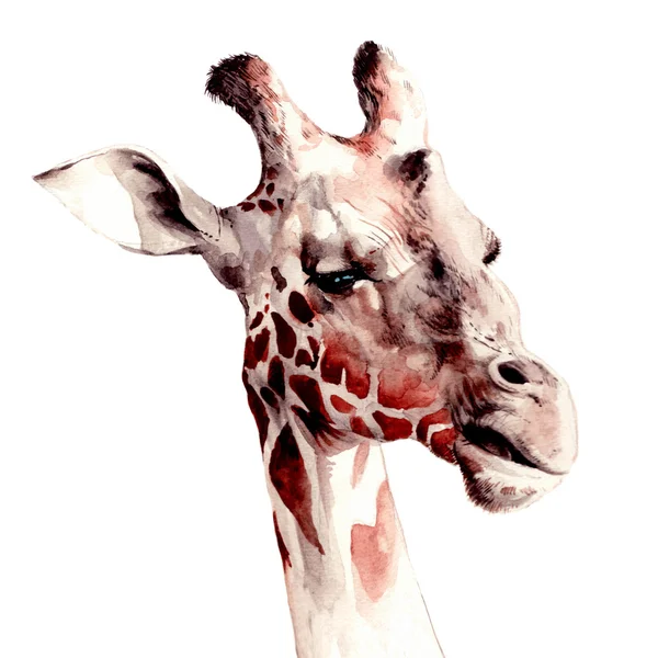 Girafe Portrait Aquarelle Illustration — Photo