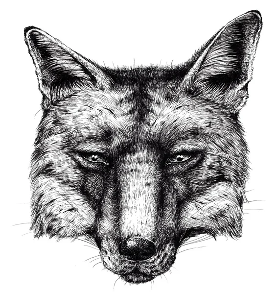 Olhar a ilustração da tinta da cabeça da raposa — Fotografia de Stock