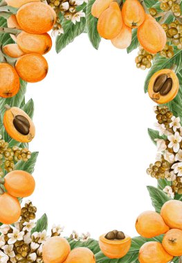 Egzotik meyvelerle çerçevelenmiş. Medlar çiçekler. Dallarda turuncu yuvarlak meyve ve dilimlenmiş. Yapraklar ve küçük beyaz cilt bakımı. Dekoratif tasarım. Klasik botanik tarzı. Suluboya elle çizilmiş.