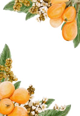 Egzotik meyvelerle çerçevelenmiş. Medlar çiçekler. Dallarda turuncu yuvarlak meyve ve dilimlenmiş. Yapraklar ve küçük beyaz cilt bakımı. Dekoratif tasarım. Klasik botanik tarzı. Suluboya elle çizilmiş.