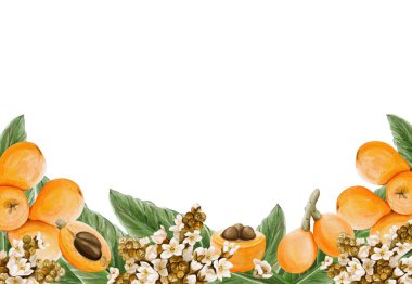 Medlar meyveli bir çerçeve. Tropik çiçekler. Küçük beyaz taç yaprakları ve tomurcukları olan enfeksiyonlar. Sulu portakal erikleri. Geçmişi olmayan suluboya resimler. Elle çizilmiş. Yüksek kaliteli illüstrasyon