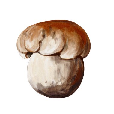 Küçük orman mantarı. Kahverengi şapka. Kalın beyaz gövde. Botanik illüstrasyon. Elle çizilmiş. Geçmişi olmayan suluboya resimler. Yüksek kaliteli illüstrasyon