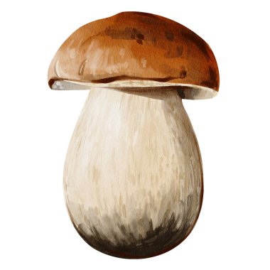 Beyaz orman mantarı. Kahverengi şapka. Kalın beyaz gövde. Botanik illüstrasyon. Elle çizilmiş. Geçmişi olmayan suluboya resimler. Yüksek kaliteli illüstrasyon