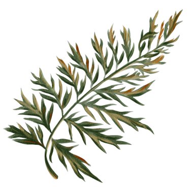 Eğrelti otu. Orman bitkisi. Sonbahar dekorasyonu. Yararlı bitkiler. Renkli yaprak. Arkaplandan izole edilmiş suluboya çizimi. El çizimi. Yüksek kaliteli illüstrasyon