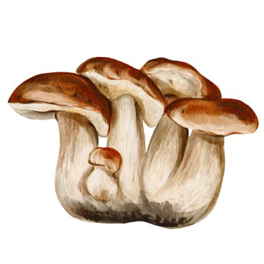 Mantar kümesi ailesi. Sonbahar orman hasadı. Kahverengi şapkalar ve beyaz saplar. Toprakta büyüyor. Arkaplandan izole edilmiş suluboya çizimi. Elle çizilmiş. Yüksek kaliteli illüstrasyon