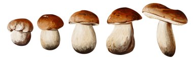 Porcini mantarı seti. Mantar büyüme süreci. Kahverengi şapkalı ve beyaz saplı. Sonbahar hasadı. Arkaplandan izole edilmiş suluboya çizimi. Elle çizilmiş. Yüksek kaliteli illüstrasyon