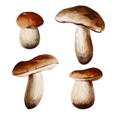 Bir çift kavak mantarı. Bir sürü farklı mantar. Kahverengi şapkalı ve beyaz saplı. Sonbahar orman hasadı. Arkaplandan izole edilmiş suluboya çizimi. Elle çizilmiş. Yüksek kaliteli illüstrasyon