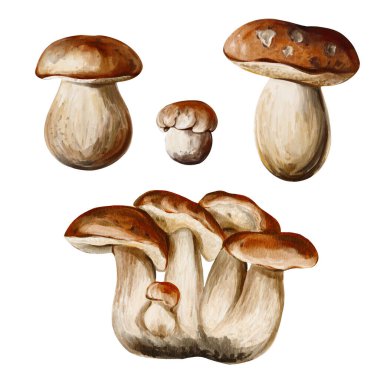 Porcini mantarı seti. Bir sürü farklı mantar. Kahverengi şapkalı ve beyaz saplı. Sonbahar orman hasadı. Arkaplandan izole edilmiş suluboya çizimi. Elle çizilmiş. Yüksek kaliteli illüstrasyon