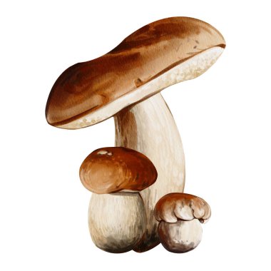 Yenilebilir mantarlar. Orman hasadı. Aspen mantarları ve çeşitli boyutlarda porcini mantarları. Bitiş kompozisyonu. Suluboya çizimi. Elle çizilmiş. Yüksek kaliteli illüstrasyon