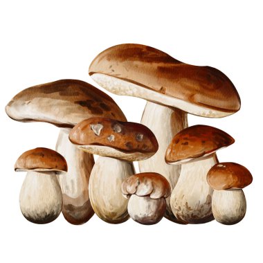 Mantar, yenilebilir orman hasadı. Büyük kavak mantarı ve porcini mantarı. Kahverengi şapkalı ve beyaz saplı. Suluboya botanik illüstrasyon. Elle çizilmiş. - Evet. Yüksek kaliteli illüstrasyon