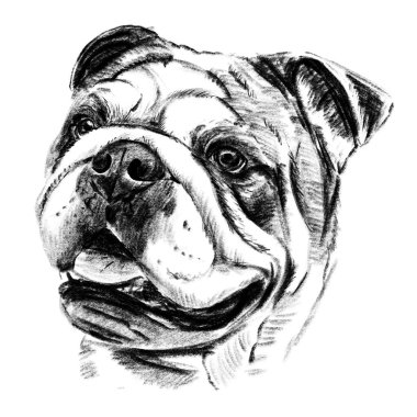 Çapraz kuluçka tekniğinde bir İngiliz Bulldog kafasının siyah beyaz çizimi. Detaylı portre, anlamlı gözler ve belirgin yüz kıvrımları. Işık arka planında izole edilmiş. Yüksek kaliteli illüstrasyon