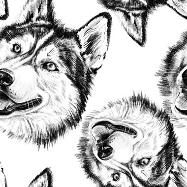 Sibirya Husky 'sinin kusursuz el çizimleri. Beyaz arka planda izole edilmiş, anlamlı yüzleri olan gerçekçi grafit çizimi. Tekstil ve baskı için tasarımı tekrarla. Yüksek kaliteli illüstrasyon