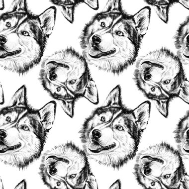 Sibirya Husky 'sinin kusursuz el çizimleri. Beyaz arka planda izole edilmiş, anlamlı yüzleri olan gerçekçi grafit çizimi. Tekstil ve baskı için tasarımı tekrarla. Yüksek kaliteli illüstrasyon