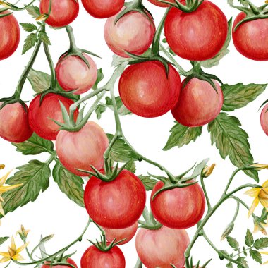 Sarmaşık, yeşil yapraklar ve sarı çiçeklerle küçük olgun domatesli kusursuz suluboya deseni. Hafif arka planda izole edilmiş taze sebzelerin el yapımı botanik çizimi. Yüksek kaliteli illüstrasyon