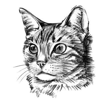 Beyaz arka planda izole edilmiş siyah beyaz kalemle çizilmiş ev kedisi portresi. El çizimi gerçekçi kedi yüzü, detaylı kürk dokusu, anlamlı gözler, evcil hayvan temalı sanat eserleri. Yüksek kaliteli illüstrasyon