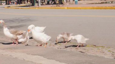 Park yolunda yürüyen bir grup kaz, doğal yaşam davranışlarını, aile dinamiklerini ve halka açık bir alanda birlikte yaşamayı yansıtıyor. Buenos Aires Arjantin 15 Eylül 2025 Palermo