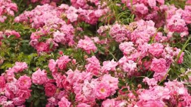 Bol pembe gül çalıları mevsimsel güzelliği yakalıyor ve Palermo 'daki ikonik Rosedal bahçesinin kültürel değerini temsil ediyor. Buenos Aires, Arjantin 5 Kasım 2025