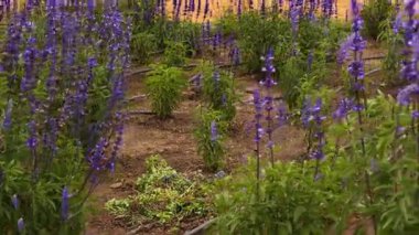 Organize bahçe sıralarında yetişen lavanta mavisi salvia çiçekleri halk parkındaki kentsel biyolojik çeşitliliği ve mevsimsel çiçekleri gösteriyor. Buenos Aires, Arjantin 5 Kasım 2025