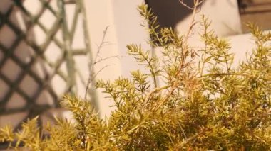 Palermo Hipodromu 'nda öğleden sonra güneşiyle aydınlatılan altın çalı, tarihi kent merkezindeki doğal peyzajı vurguluyor. Buenos Aires, Arjantin 14 Kasım 2025 Palermo