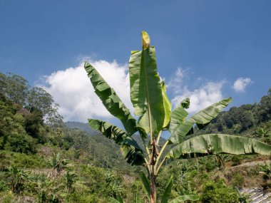 Görkemli bir muz ağacı, yemyeşil bir dağ plantasyonunda, dağınık beyaz bulutlu, parlak mavi bir gökyüzünün altında dimdik ayakta duruyor. Seyahat veya tarım araştırmaları için ideal.