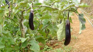 Temiz bir 4K statik patlıcan görüntüsü, neredeyse olgunlaşmış ve bir çiftlikte hasat edilmeye hazır. Zaman aşımı, tarım belgeseli, gıda içeriği ve görsel referans görüntüleri için ideal