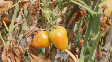 Farklı renklerde ve olgunlukta meyveleri olan bir domates bitkisinin üzerinde kamera hareketinin yer aldığı temiz bir 4K el kamerası görüntüsü, dağ rüzgarı tarafından nazikçe sallanıyor. Gıda ve tarım içeriği için ideal
