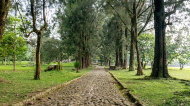 Bereketli tropikal ağaçların altında kırsal kaldırım, seyahat promosyonları, ekolojik görseller ve rahatlama tasarım temaları için harika..
