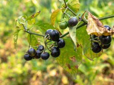 Olgun leunca ya da siyah itüzümü (Solanum nigrum) meyvelerinin tropikal bir dağ tarım alanında, Sundan mutfağında yaygın bir sebzedir..