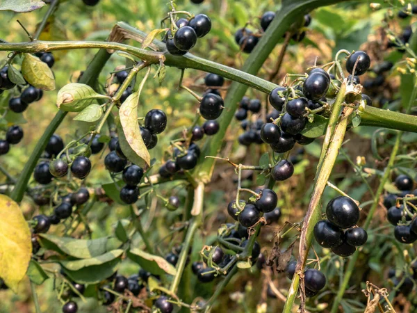 Tropikal dağlık arazideki yeşil bitkiler üzerinde olgunlaşmış leunca üzümü. Sürdürülebilir organik tarım ve kırsal yaşamın sembolü.