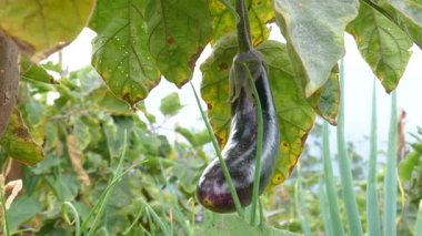 Dağ rüzgarında sallanan olgun meyveli bir patlıcan için temiz bir 4K el kamerası görüntüsü. Doğal ışık alan bir çiftlikte çekilmiş, tarım, gıda ve görsel referans görüntüleri için ideal.