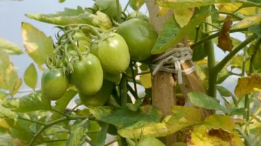 Farklı renklerde ve olgunlukta bol meyveli bir domates bitkisi üzerinde kamera hareketinin yer aldığı temiz bir 4K el kamerası görüntüsü. Gıda, tarım ve görsel referans görüntüleri için ideal