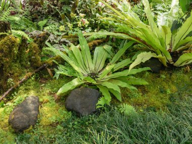 Canlı tropikal bitkiler ve dağ bahçesindeki yosun kaplı taşlar, doğal arka planlar, ekolojik tasarım ve manzara görselleri için harika..