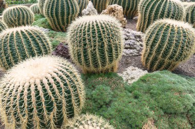 Botanik çöl bahçesindeki kayalık zeminde büyüyen bir fıçı kaktüsü. Çevre temalı tasarım ve doğal altyapı için harika..
