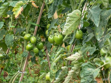 Olgunlaşmamış yeşil domatesler tropikal dağlık arazide bambu kazıklarıyla desteklenerek geleneksel yetiştirme yöntemlerini gösteriyor..