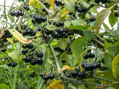 Leunca (kara itüzümü) tropikal dağlık arazide yetişen koyu mor böğürtlen taşıyan bitki. Genellikle geleneksel Sundan sebzesi olarak kullanılır..
