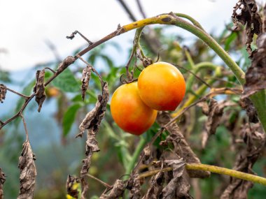 Dağ sebze bahçesindeki kuru sarmaşıklarda yetişen olgun domatesler. Tropikal dağlık alanda organik tarım.