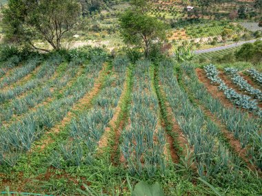 Etrafı ağaçlarla çevrili dağ tarım arazilerinde düzgün sıralanmış sebze bitkileri. Tropik bölgede sürdürülebilir dağlık arazi tarımı.