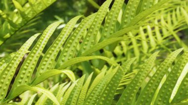 Bereketli yeşil eğreltiotu yapraklarının yakın çekimi doğal güneş ışığı altında rüzgarda hafifçe sallanıyor, rahatlama, arka plan ve doğa konsepti için mükemmel.